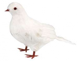 Feather dove 