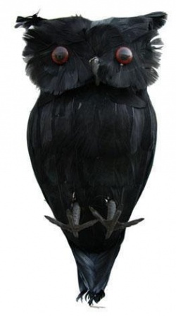 Owl Black		